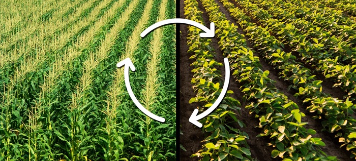 Buy Agro Chemicals Online: Your Complete Guide to Finding the Best Agro Products in India